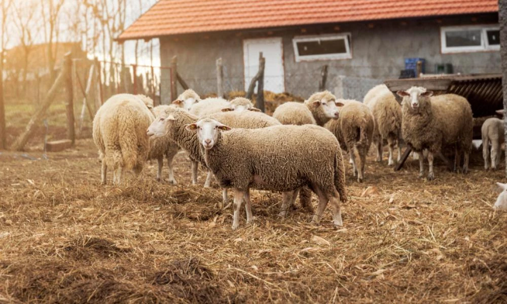 Ελβετία: Αγρότες άφησαν νεκρά πρόβατα για να διαμαρτυρηθούν